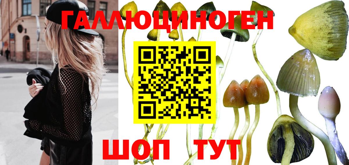 Галлюциногенные грибы Psilocybe  Вход с VPN  Галлюциногенные грибы GOLDEN TEACHER  Зерноград 